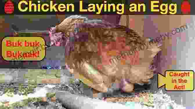 A Chicken Laying An Egg Secret Livestock Of Survival: How To Raise The Very Best Choices For Retreat And Homestead Livestock (Secret Garden Of Survival 3)