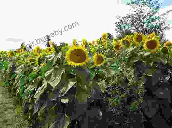 A Field Of Sunflowers Used For Biofuel Production The Potato Crop: Its Agricultural Nutritional And Social Contribution To Humankind