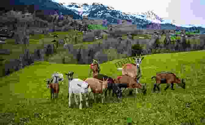 A Goat Grazing Grass Secret Livestock Of Survival: How To Raise The Very Best Choices For Retreat And Homestead Livestock (Secret Garden Of Survival 3)