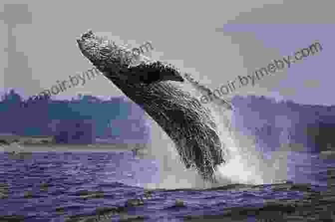 A Group Of Gray Whales Breaching The Ocean Surface In Bahía San Quintín Baja California S Coastal Landscapes Revealed: Excursions In Geologic Time And Climate Change