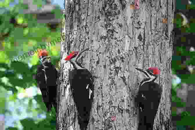 A Group Of Woodpeckers Perched On A Tree Branch, Their Heads Synchronized In A Rhythmic Drumming Pattern. Thirty Synchronized Woodpeckers (Microbiographies 5)