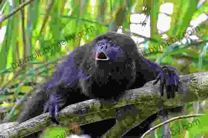 A Howler Monkey In The Jungle Canopy Of Guatemala Guatemala Travel Guide With 100 Landscape Photos