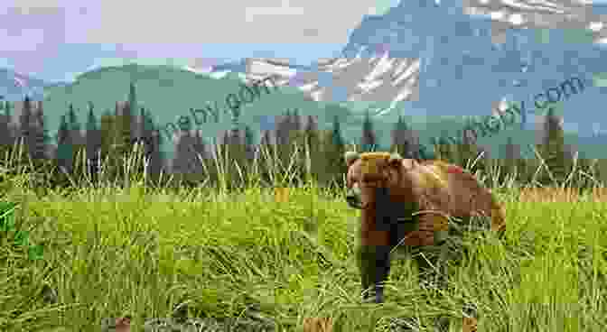 A Majestic Alaskan Brown Bear Stands Tall In The Golden Light Of The Alaskan Wilderness. Alone In The Fortress Of The Bears: 70 Days Surviving Wilderness Alaska: Foraging Fishing Hunting