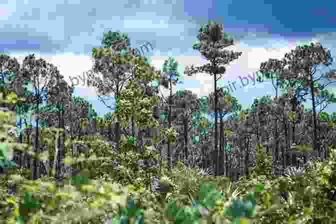 A Majestic Pine Forest In The Bahamas The Natural History Of The Bahamas: A Field Guide