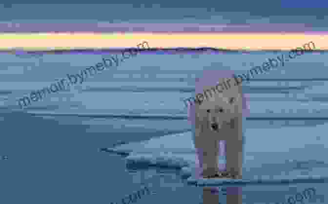 A Majestic Polar Bear Standing On A Frozen Ice Floe This Land Of Snow: A Journey Across The North In Winter