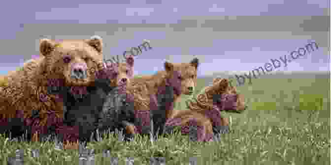 A Mother Brown Bear And Her Curious Cubs Explore The Alaskan Coastline. Alone In The Fortress Of The Bears: 70 Days Surviving Wilderness Alaska: Foraging Fishing Hunting