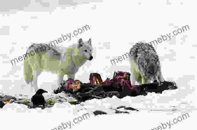 A Pack Of Wolves Hunting In A Snowy Landscape Watch Wolf (Wolves Of The Beyond #3)