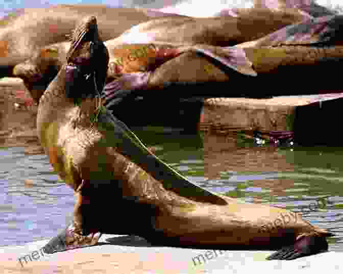 A Playful Sea Lion Basking In The Warm Waters Of Isla De Las Coronados Baja California S Coastal Landscapes Revealed: Excursions In Geologic Time And Climate Change