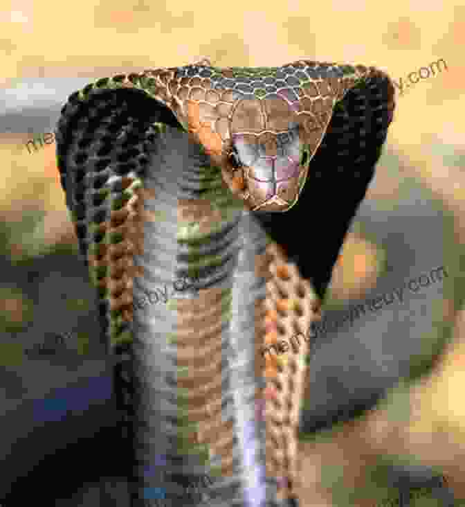 A Stunning Close Up Of A King Cobra, Showcasing Its Vibrant Scales And Piercing Gaze King Cobra (World S Coolest Snakes)