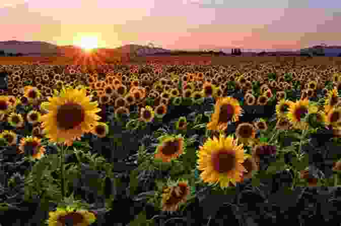 A Sunflower Field At Sunset The Potato Crop: Its Agricultural Nutritional And Social Contribution To Humankind