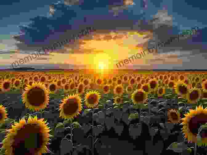 A Vast Field Of Sunflowers Stretching Towards The Horizon The Potato Crop: Its Agricultural Nutritional And Social Contribution To Humankind