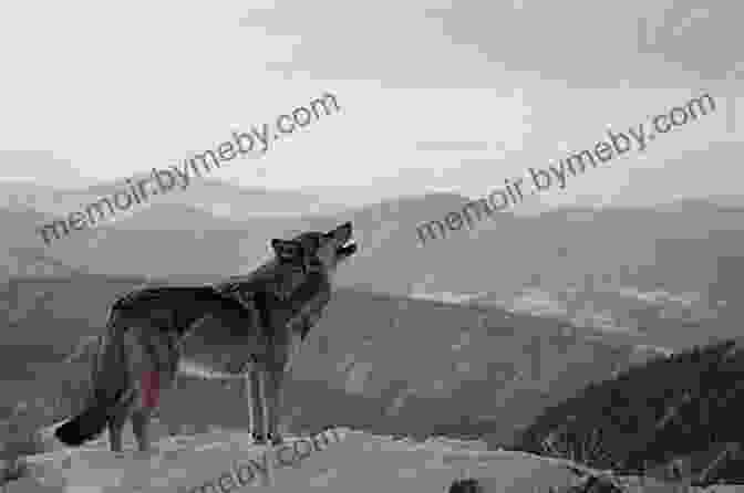 A Wolf Howling Against A Stunning Backdrop Of A Vast Wilderness Watch Wolf (Wolves Of The Beyond #3)