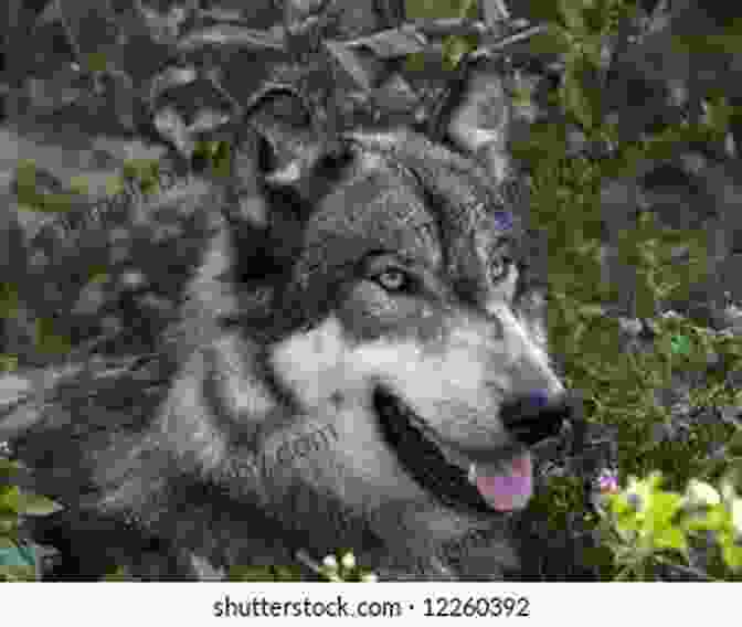 A Wolf Resting In The Sunlight, Surrounded By Wildflowers Watch Wolf (Wolves Of The Beyond #3)