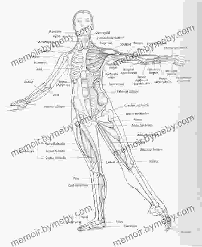 An Anatomical Diagram Of A Dancer's Body, Illustrating The Interconnectedness Of Muscles, Joints, And Bones, Which Enable The Exceptional Range Of Motion And Control Required For Dance. Dancers Body Allegra Kent