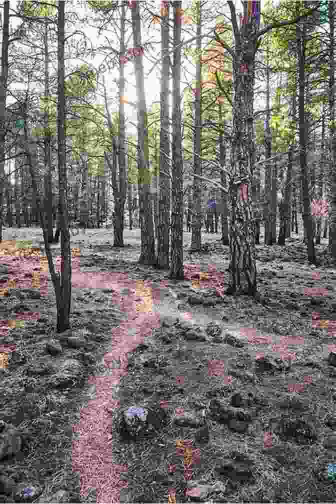 Carley Allison Hiking Through A Serene Forest Trail, Symbolizing The Journey Of Self Discovery And Growth. Always Smile: Carley Allison S Secrets For Laughing Loving And Living