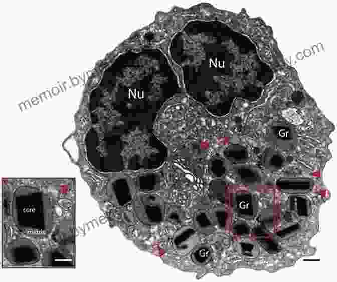 Electron Microscopy Image Revealing The Ultrastructure Of A Cell. The Ultimate Guide To The Microscope II: Microscope Slide Preparation Stains And Techniques