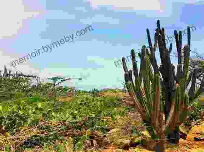 Exploring The Arid Wonders Of Aruba's Desert Landscape Moon Aruba (Travel Guide) Leanne Owens