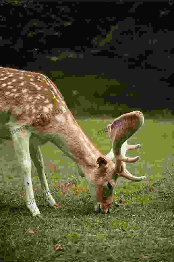 Image Of A Deer Grazing In A Meadow A Quiet Place Of Violence: Hunting And Ethics In The Missouri River Breaks