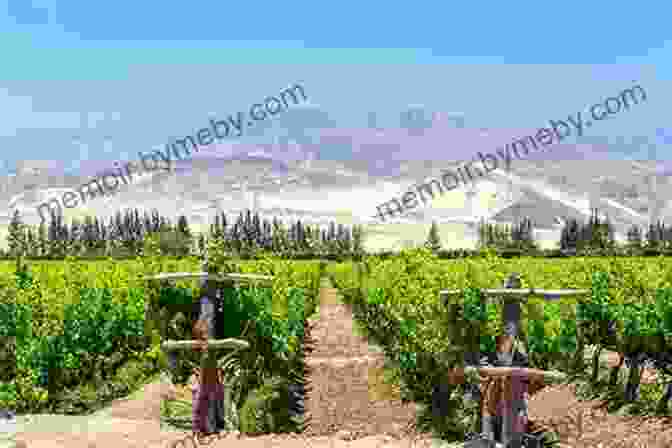 Image Of A Peruvian Winery With Vineyards In The Background The Peru Wine Guide: The Definitive Guide To Wine In Peru By The South America Wine Guide