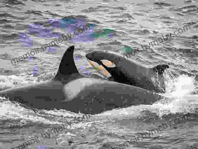 Judith Williams Observing A Pod Of Orcas In The Raincoast. Heart Of The Raincoast: A Life Story