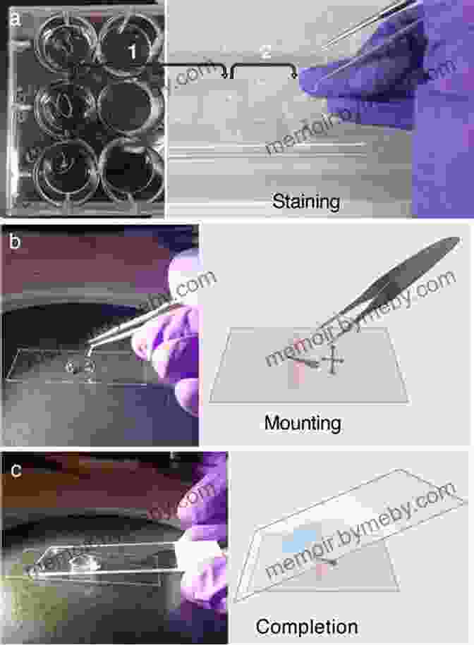 Microscope Slide Preparation Techniques, Including Tissue Fixation, Sectioning, And Mounting. The Ultimate Guide To The Microscope II: Microscope Slide Preparation Stains And Techniques