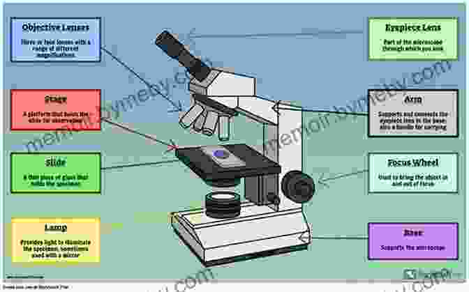 Microscope Slide With Visible Artifacts, Illustrating Common Microscopy Challenges. The Ultimate Guide To The Microscope II: Microscope Slide Preparation Stains And Techniques