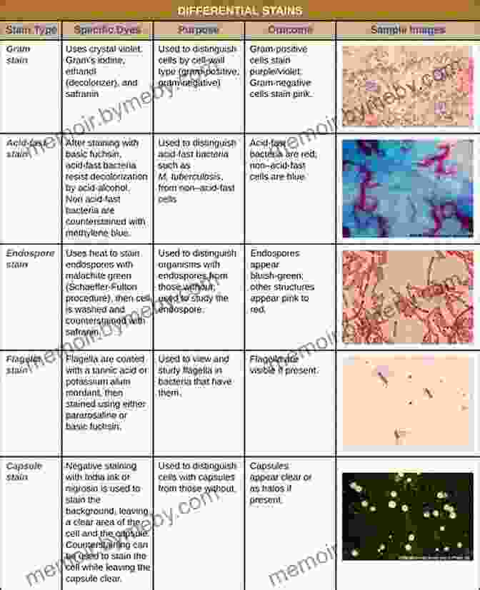 Microscopic Images Showcasing Various Staining Techniques, Highlighting Different Cellular Structures. The Ultimate Guide To The Microscope II: Microscope Slide Preparation Stains And Techniques