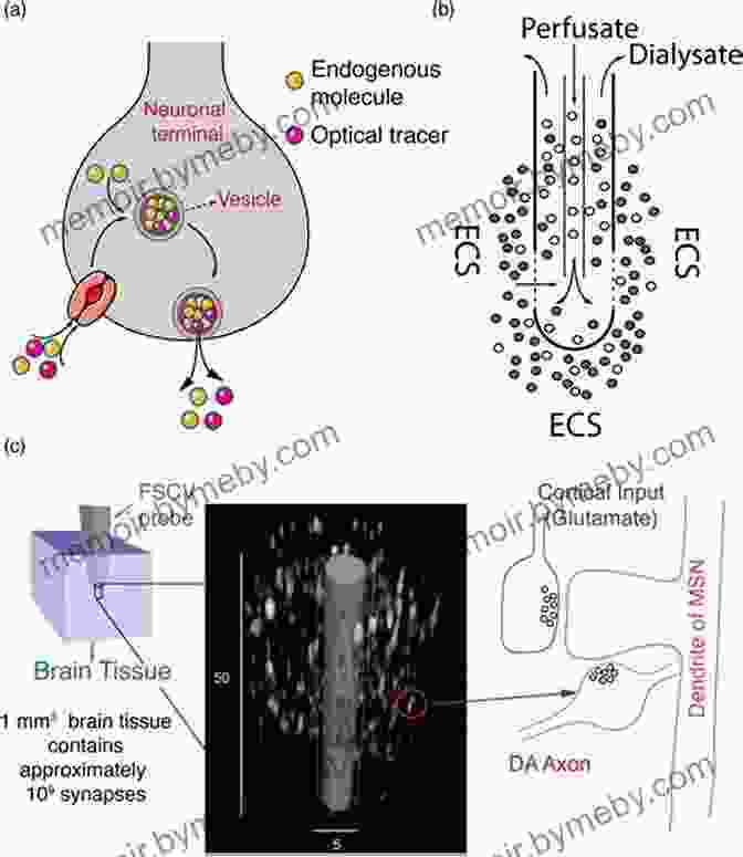 Neurochemical Imaging Using Electrochemical Methods Electrochemical Methods For Neuroscience (Frontiers In Neuroengineering 1)