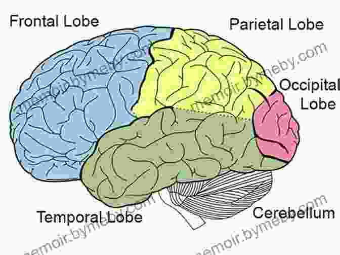 Neuroscience Diagram Of The Brain The Leading Brain: Neuroscience Hacks To Work Smarter Better Happier