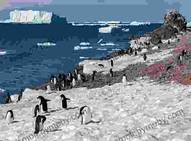 Penguin Colony On The Snowy Shores Of Antarctica Lonely Planet Antarctica (Travel Guide)