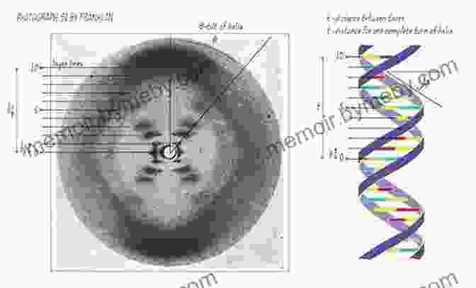 Rosalind Franklin Standing Next To A Model Of The DNA Double Helix Stories Of Women In World War II: We Can Do It (Women S Stories From History)