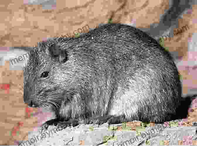 The Endangered Bahamian Hutia, A Unique Endemic Species Found Only In The Bahamas The Natural History Of The Bahamas: A Field Guide